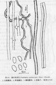漆紅擬層孔 漆紅擬層孔