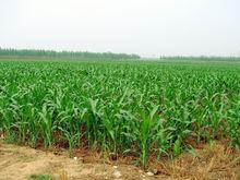 這裡曾經是蔡旭教授在涿州的玉米試驗田