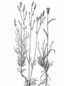 半毛菊屬 半毛菊屬