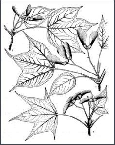 城步長柄槭 城步長柄槭