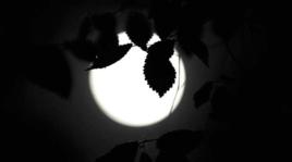 冬月[陳夫作品]