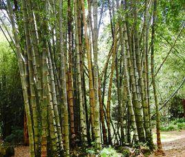 馬來甜龍竹 馬來甜龍竹
