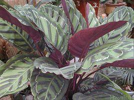 紅羽竹芋 紅羽竹芋