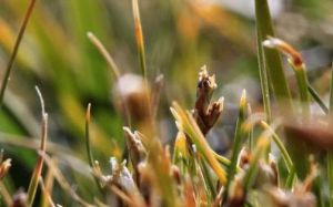 夏河嵩草 夏河嵩草