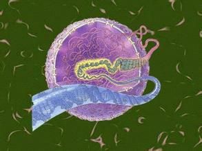 細胞工程 細胞工程