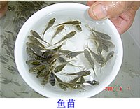 魚苗