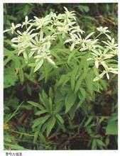 秦嶺火絨草 秦嶺火絨草