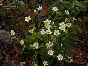 梅花草亞科 梅花草亞科