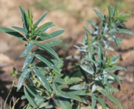 小葉野決明 小葉野決明