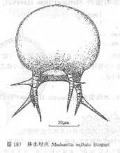 三棒尾蟲屬 三棒尾蟲屬