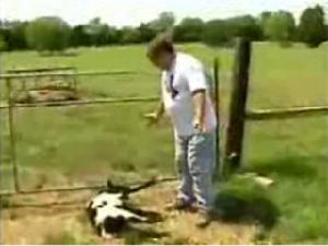 牧場主人稍做動作羊就嚇得倒地