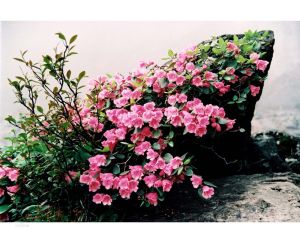 伏地杜鵑 伏地杜鵑