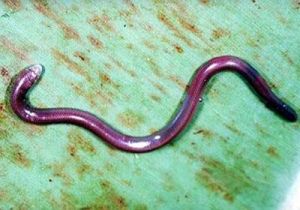 鮑氏雙足蜥 鮑氏雙足蜥