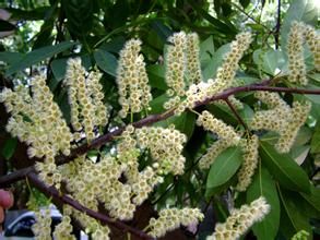 禿瓣杜英（原變種）