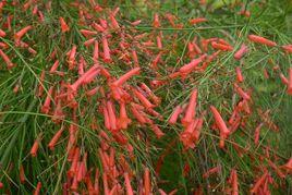 爆仗竹[爆仗竹]