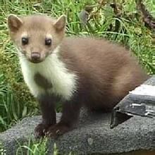 條紋袋貂屬 條紋袋貂屬