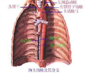 頭臂乾所在的位置