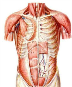 肋間內肌 肋間內肌