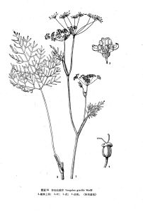 纖細東俄芹 纖細東俄芹