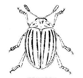 納米布沙漠甲蟲