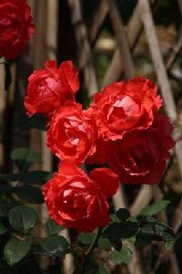 遼中玫瑰 遼中玫瑰