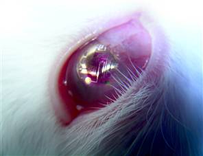 隱形眼鏡式顯示器植入兔子眼中進行安全性測試