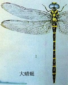 大蜻蜓 大蜻蜓