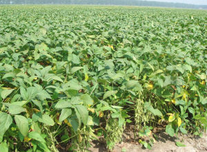 蒙豆24號 蒙豆24號