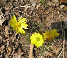 冰涼花[冰涼花]