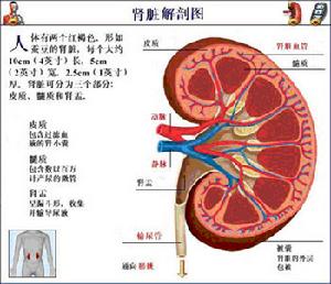 隱匿性腎小球腎炎