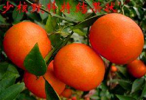 少核默科特 少核默科特