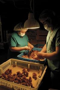 公雞母雞辨別者