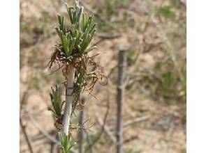 西南圓頭蒿 西南圓頭蒿