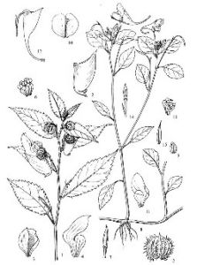 天全鳳仙花 天全鳳仙花