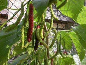 四季果桑 四季果桑