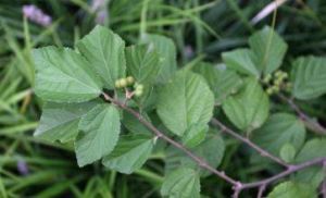 雲南扁擔桿 雲南扁擔桿