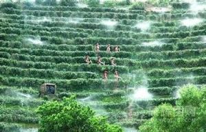 三洲茶園 三洲茶園