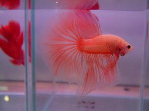 鬥魚圖片-世界名魚