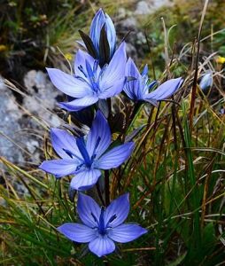 心葉肋柱花 心葉肋柱花