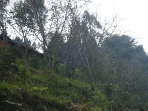 大柳樹自然村 大柳樹自然村