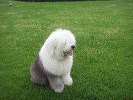 純種古代牧羊犬