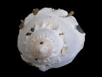 大綴殼螺 大綴殼螺