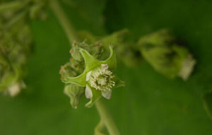 長腺灰白毛莓 長腺灰白毛莓