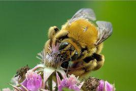 歐洲熊蜂 歐洲熊蜂