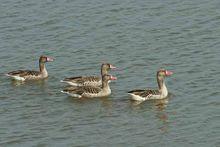 東洞庭湖景點照片