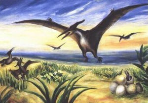 悟空翼龍科 悟空翼龍科