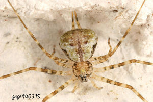 台灣長疣蛛 台灣長疣蛛