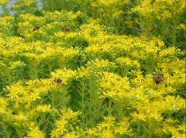 輔助蜜源植物 輔助蜜源植物