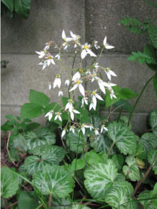 擬小斑虎耳草 擬小斑虎耳草