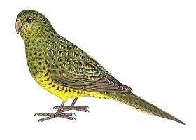 Night parrot Night parrot